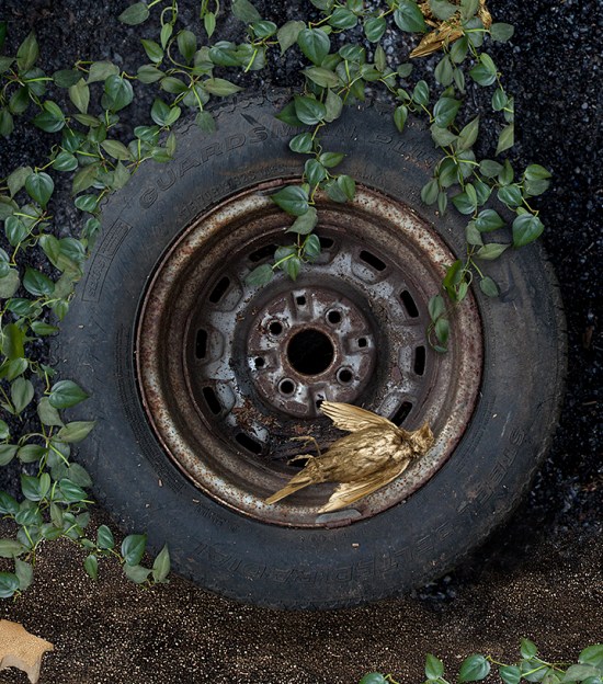 wordpress-of-birds-3